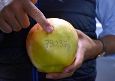 Record de la plus grosse pomme récoltée de la journée