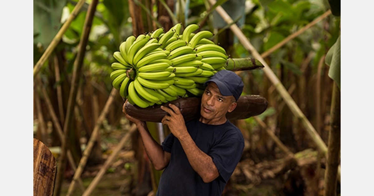 Services de transport de bananes - Cargaison frigorifique mondiale