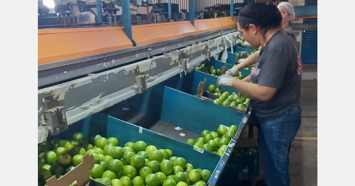 “160 contêineres de limão saem do Brasil para a Europa toda semana”