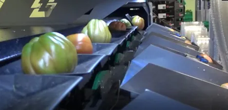 Ligne de transformation de fruits et légumes en conserve, machine