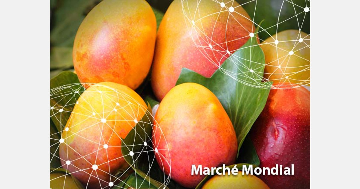 Marché mondial : la mangue