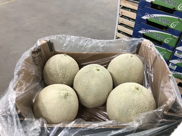 La sécheresse entraine une baisse de la production de melons et de
