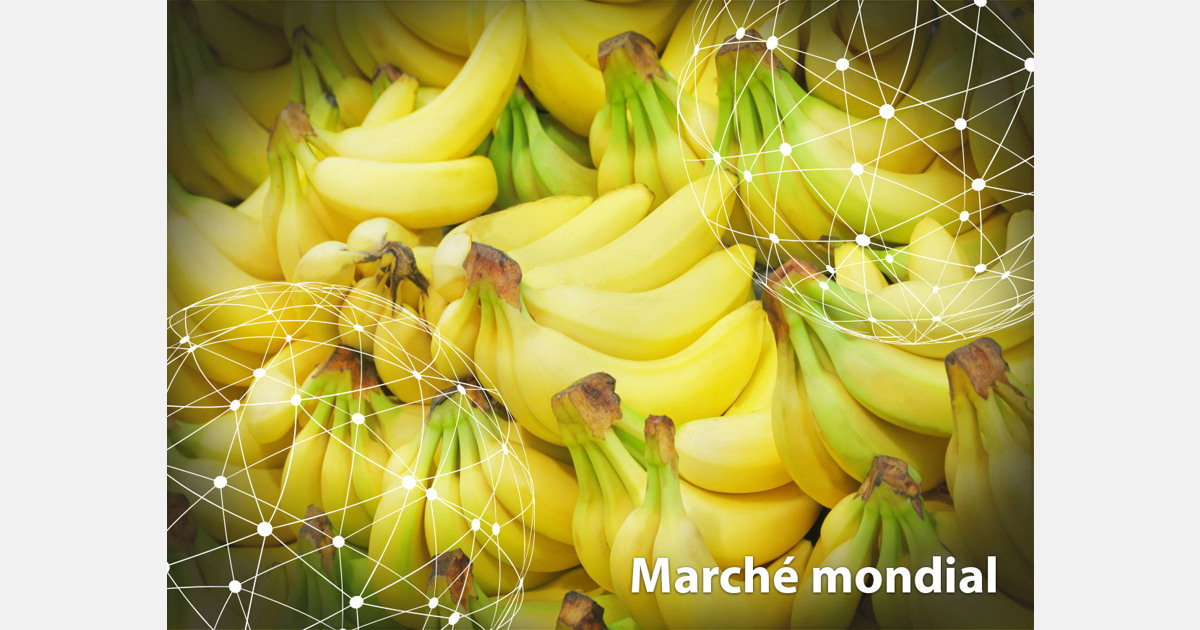 À l'export, le marché de la banane passe au jaune