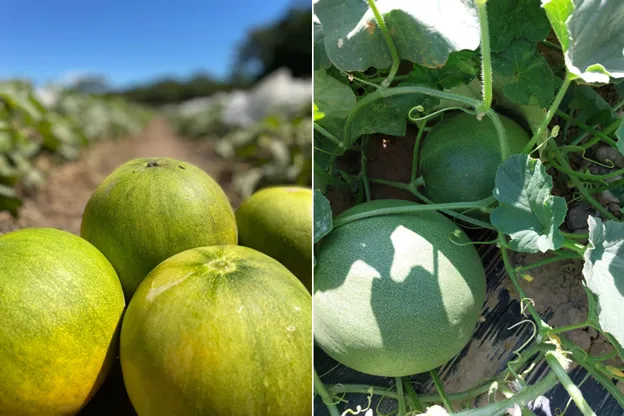 🍈 Melon espagnol : vert et jaune🍈 